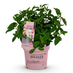 Hydrangea panniculata 'Groundbreaker Blush' (hortensia paniculé) – rose – Ø14 cm, 20–25 cm de haut