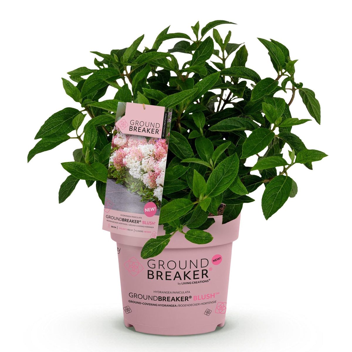 Hydrangea panniculata 'Groundbreaker Blush' (pluimhortensia) – roze – Ø14 cm, 20–25 cm hoog