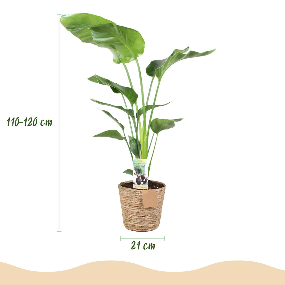 Stelitzia nicolai (Strelitzia) met mand – Ø21 cm, 110–120 cm hoog