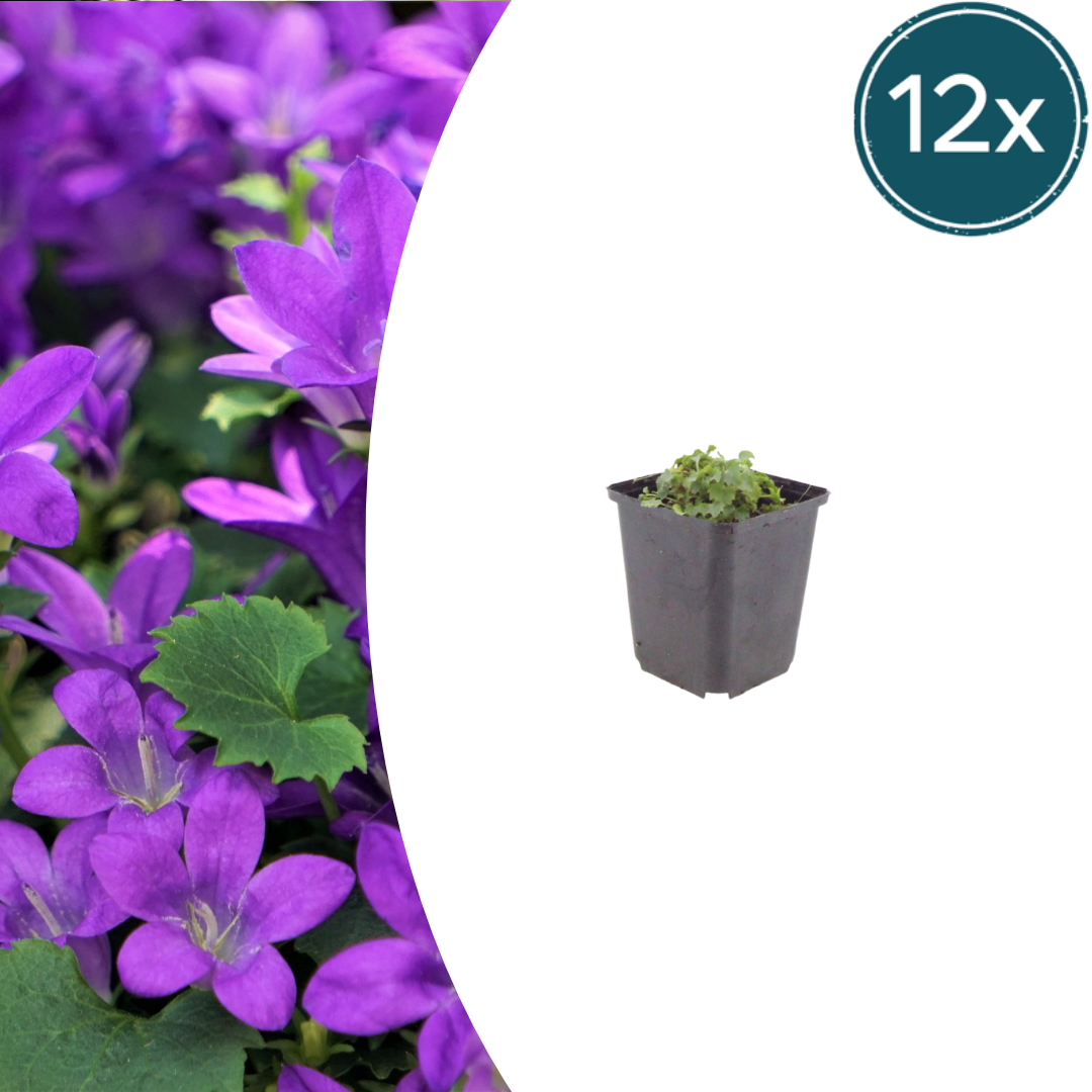 Campanula portenschlagiana (klokjesbloem) – 12 planten, Ø9 cm, 10–25 cm hoog