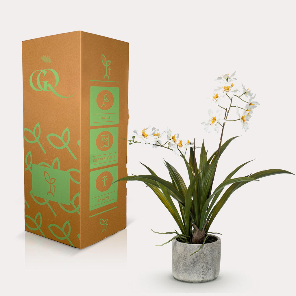 Orkidé (Phalaenopsis) – Ø14 cm, 45 cm hög – bild 3