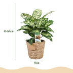 Diefenbachia Compacta (Dracaena) with basket – Ø17 cm, 45–50 cm high