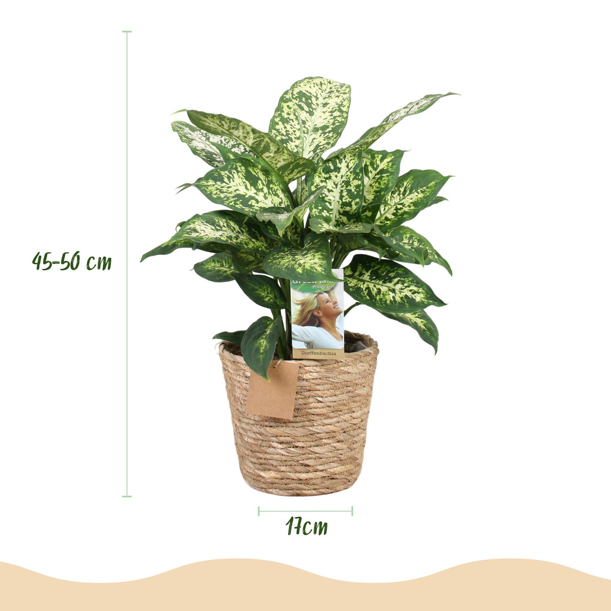 Diefenbachia Compacta (Dracaena) met mand – Ø17 cm, 45–50 cm hoog