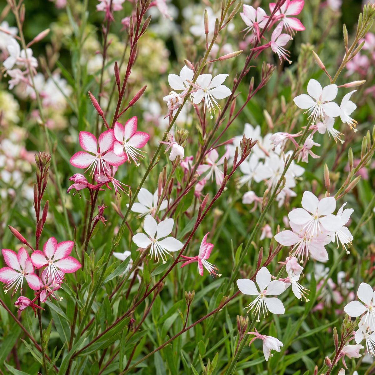Gaura 'Duo' (fleur de lys) – rose-blanc – 6 plantes, Ø11 cm, 15–25 cm de haut – photo 5