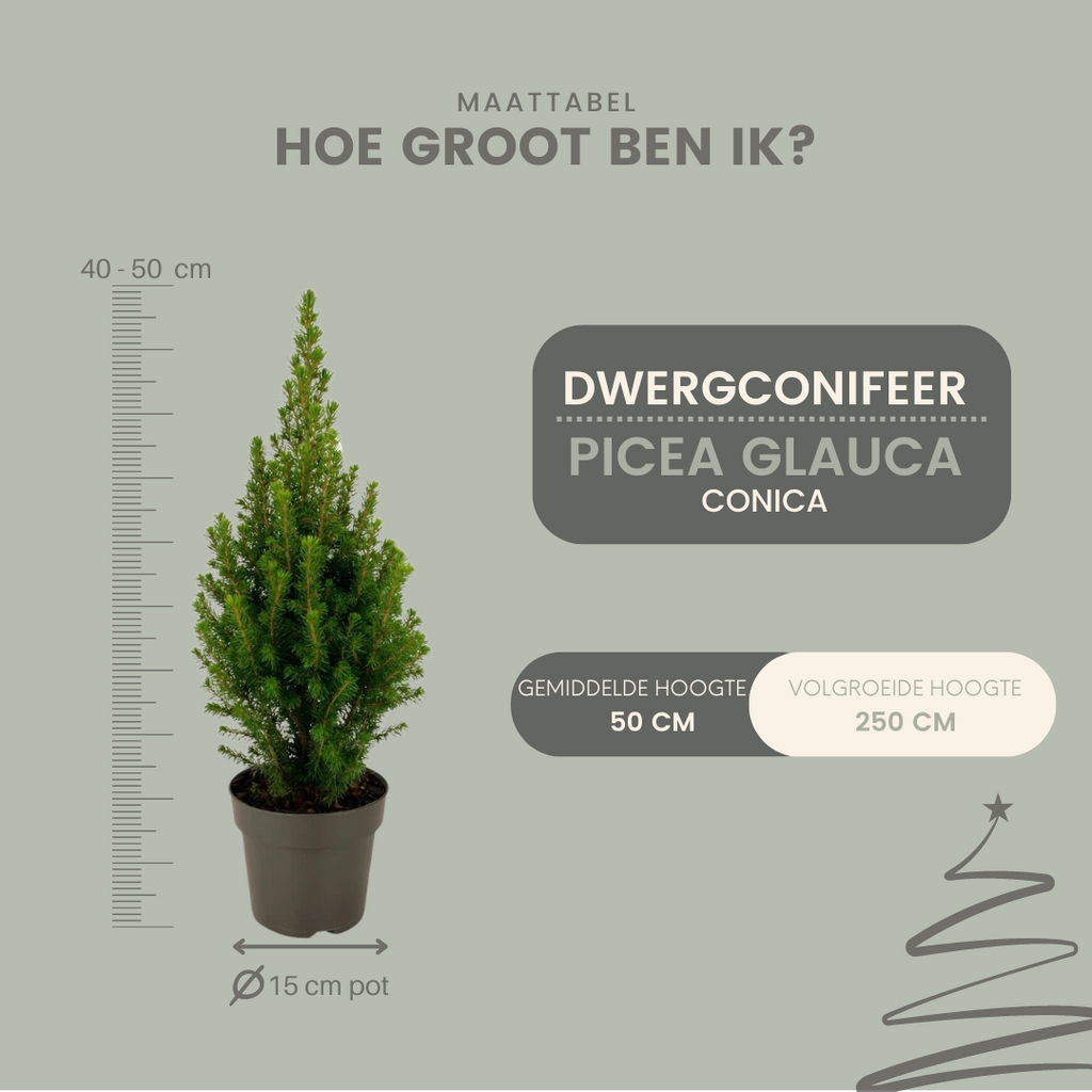 Picea glauca 'Perfecta' (mini Christmas tree) – 2 plants, 40 cm tall – photo 2