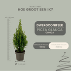 Picea glauca 'Perfecta' (mini Christmas tree) – 2 plants, 40 cm tall