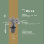 Asplenium scolopendrium (wall-rue) – 48 plants, Ø9 cm, 10–25 cm high