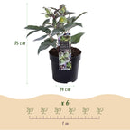 Helleborus sternii 'Silver Dollar' (kerstroos) – Ø14 cm, 35 cm hoog