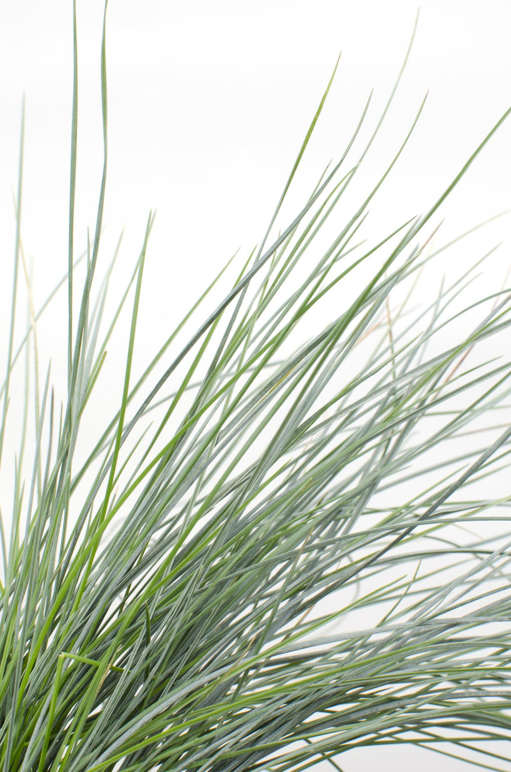 Festuca glauca 'Azura Blue' (blue fescue) – Ø19 cm, 40 cm high – art. 6627 – photo 6