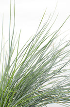 Festuca glauca 'Azura Blue' (blue fescue) – Ø19 cm, 40 cm high – art. 6627