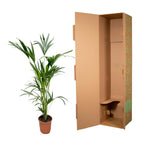 Kentia palm (Howea) – Ø24 cm, 150 cm hoog