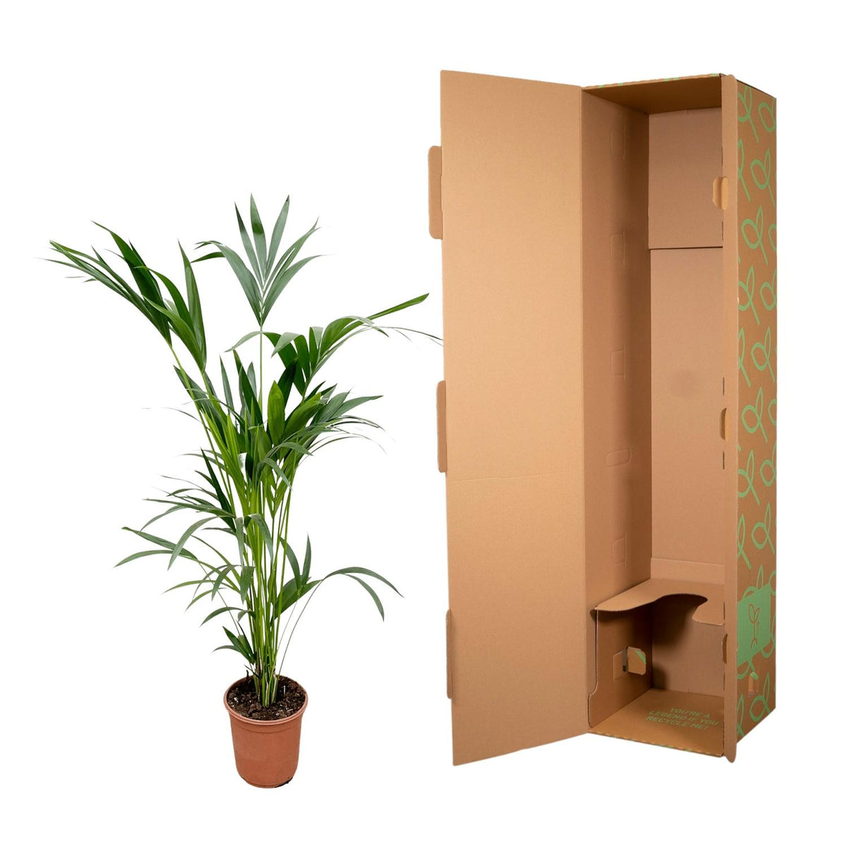 Kentia-Palme (Howea) – Ø 24 cm, 150 cm hoch