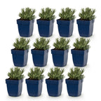 Lavandula angustifolia 'Edelweiss' (lavande) – blanc – 12 plants, Ø11 cm, 15–25 cm de haut