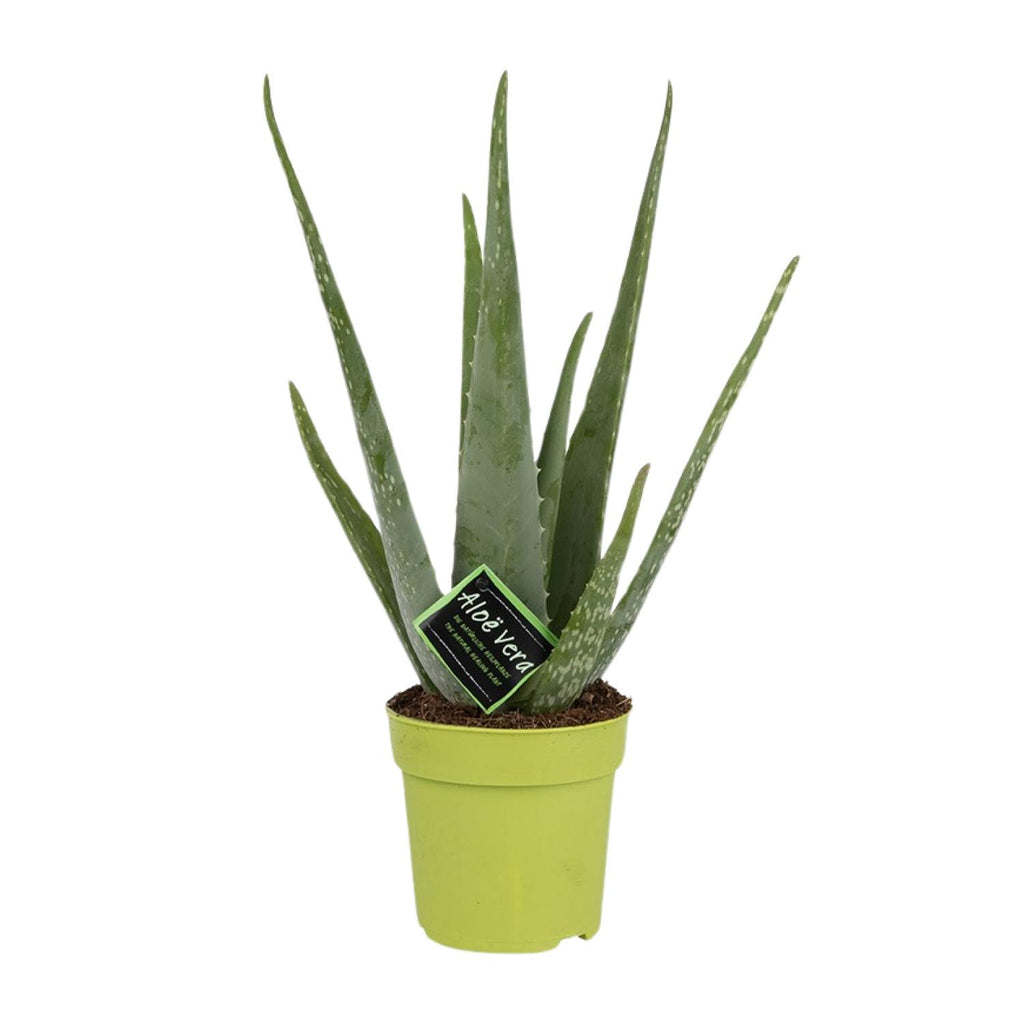 Aloe Vera – Ø12 cm, 45 cm høj