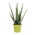 Aloe Vera – Ø12 cm, 45 cm høj