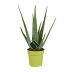 Aloe Vera – Ø12 cm, 45 cm høj