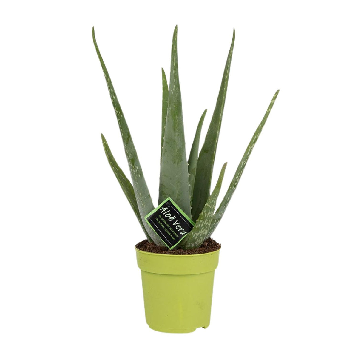 Aloe Vera – Ø12 cm, 45 cm høj