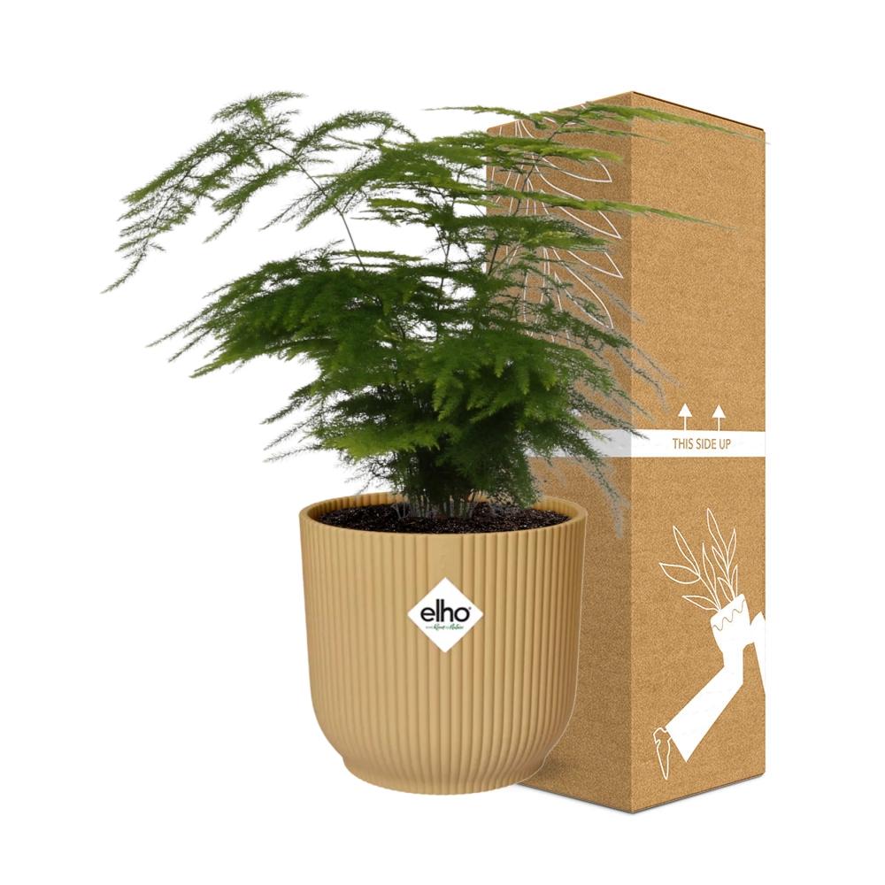 Asparagus Setaceus ‘Plumosus’ im ELHO Vibes Fold 14 cm gelb (Springgefäßfarne) – 35 cm hoch – Bild 4