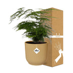 Asparagus Setaceus ‘Plumosus’ im ELHO Vibes Fold 14 cm gelb (Springgefäßfarne) – 35 cm hoch