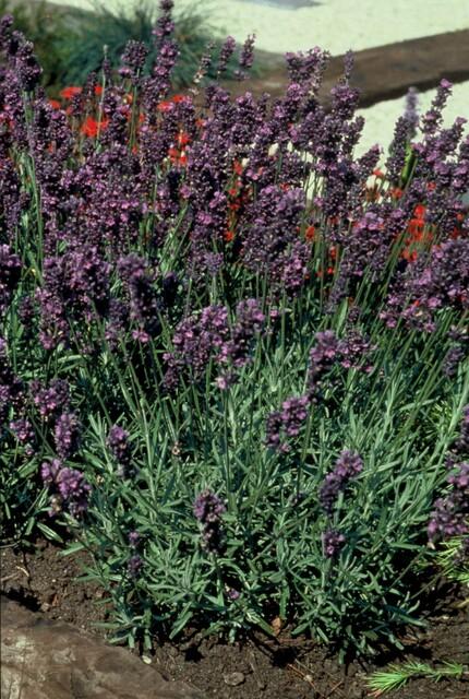 Lavandula angustifolia 'Munstead' (lavande) – 24 plants, Ø9 cm, 10–25 cm de haut – photo 6