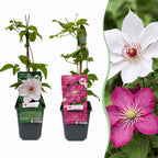 Clematis 'Duo Pink & White' (grimpette) – blanc-rose – 4 plantes, Ø9 cm, 35 cm de haut