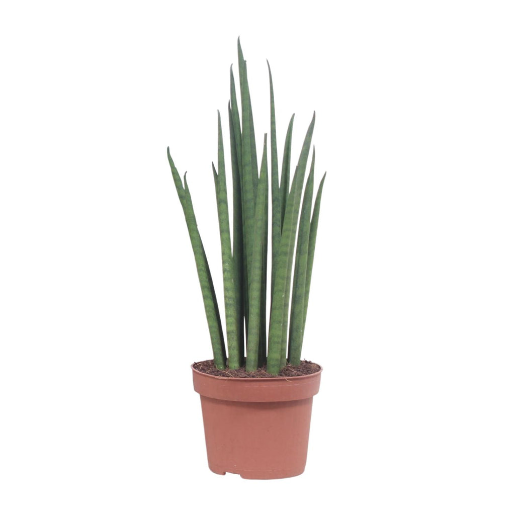 Sansevieria Mikado (svigermors tunge) – Ø12 cm, 40 cm høj