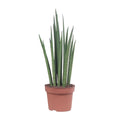 Sansevieria Mikado (svigermors tunge) – Ø12 cm, 40 cm høj
