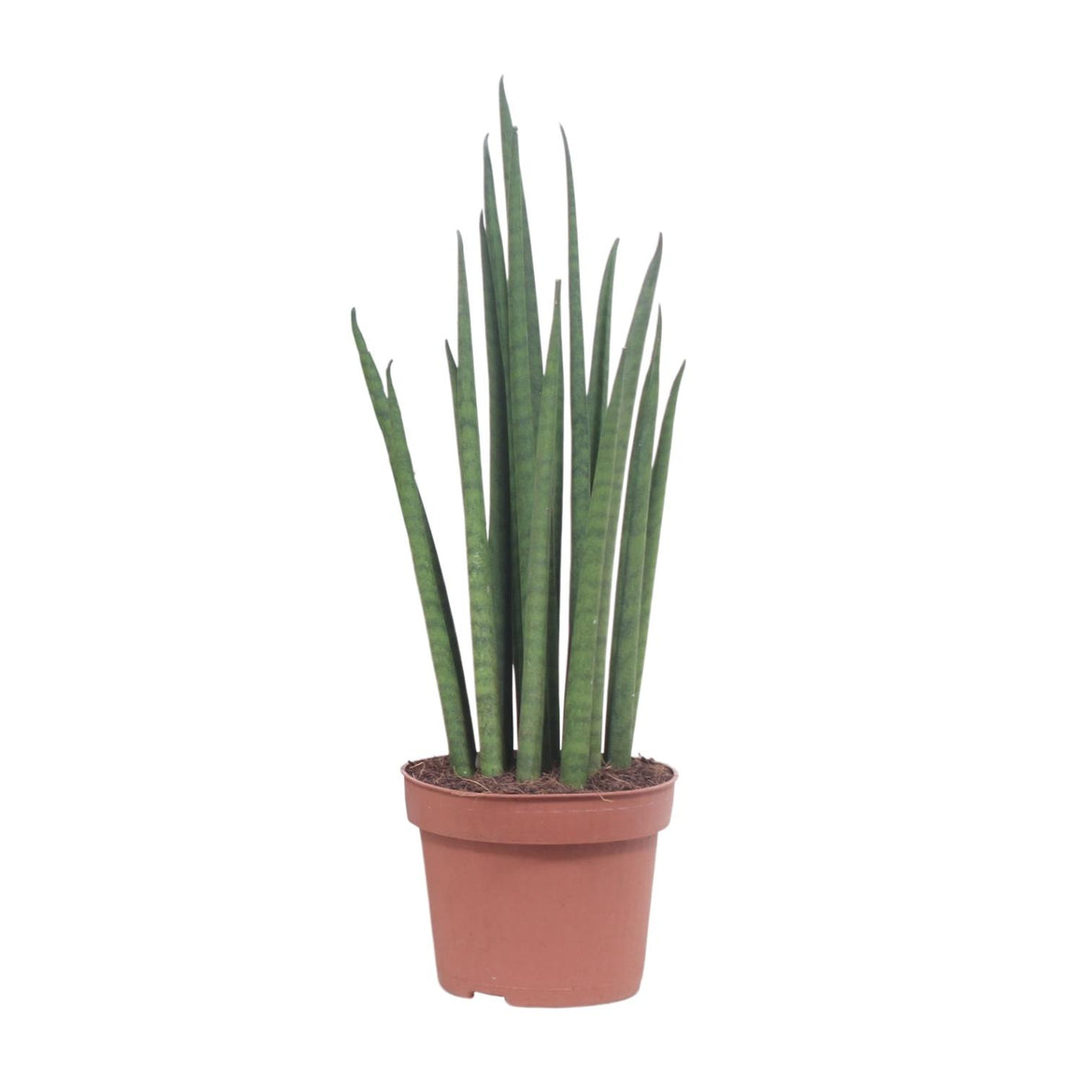 Sansevieria Mikado (svigermors tunge) – Ø12 cm, 40 cm høj