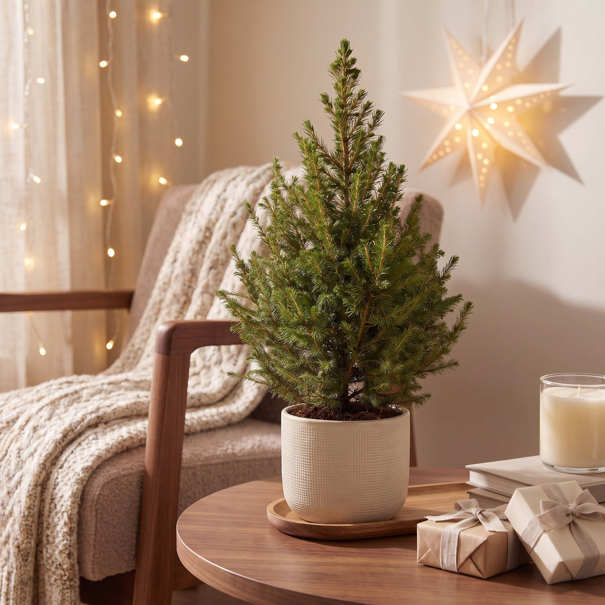 Picea glauca Conica (petit sapin de Noël) – Ø 17 cm, 65 cm de haut