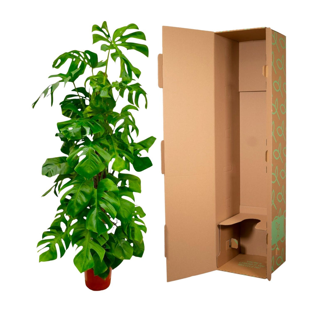 Monstera deliciosa XXL (Swiss cheese plant) – Ø27 cm, 180 cm high – photo 3