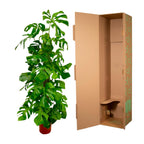 Monstera deliciosa XXL (Swiss cheese plant) – Ø27 cm, 180 cm high