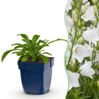 Campanula pers. 'Alba' (Persische Glockenblume) – weiß – 24 Pflanzen, Ø 11 cm, 15–25 cm hoch