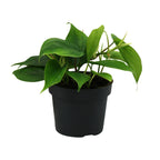 Philodendron scandens – Ø12 cm, 20 cm hoog
