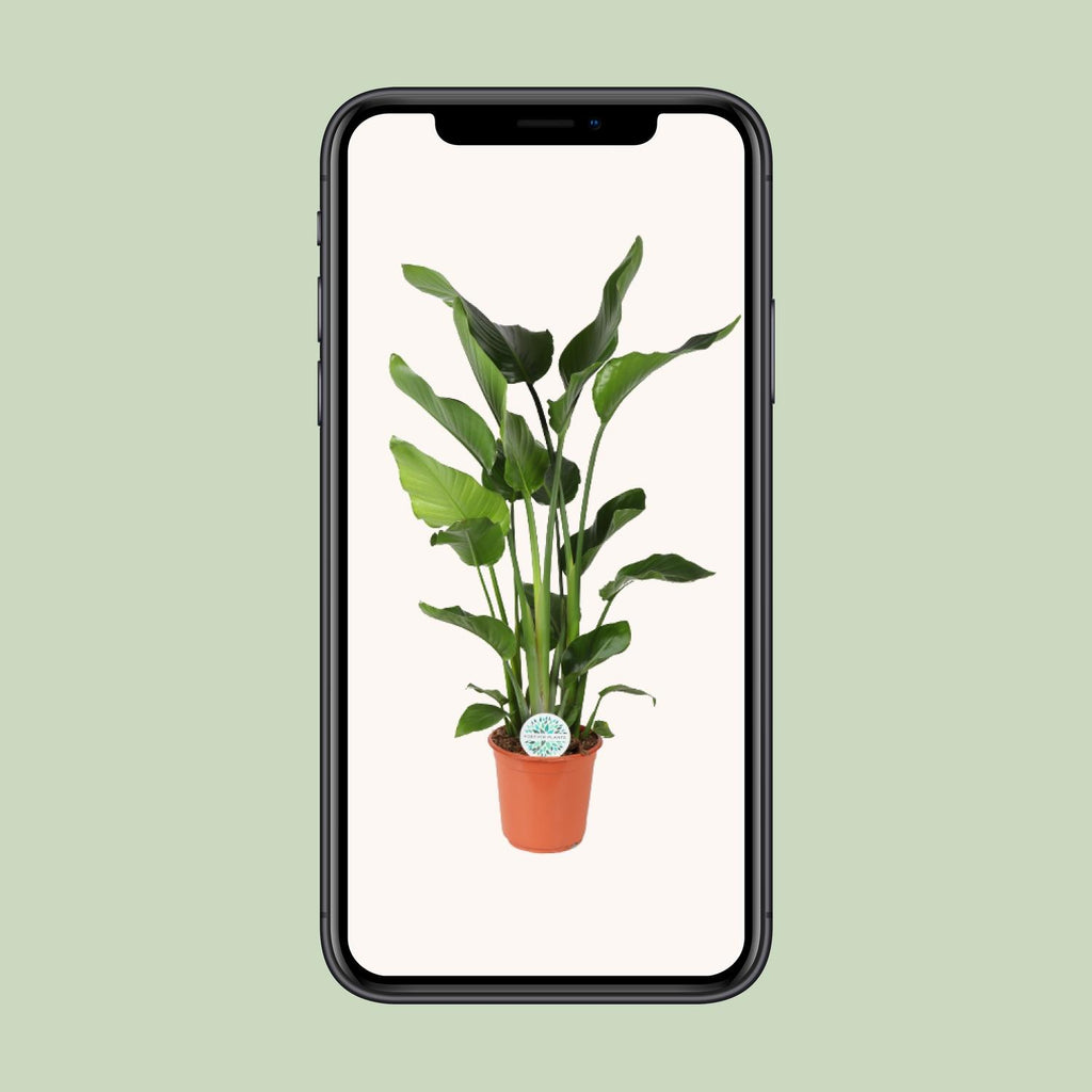 Strelitzia nicolai (weiße Paradiesvogelblume) – Ø24 cm, 110 cm hoch – Bild 4