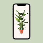 Strelitzia nicolai (weiße Paradiesvogelblume) – Ø24 cm, 110 cm hoch