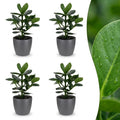4× Clusia Princess en pot de fleurs gris – Ø12 cm, 40 cm de haut