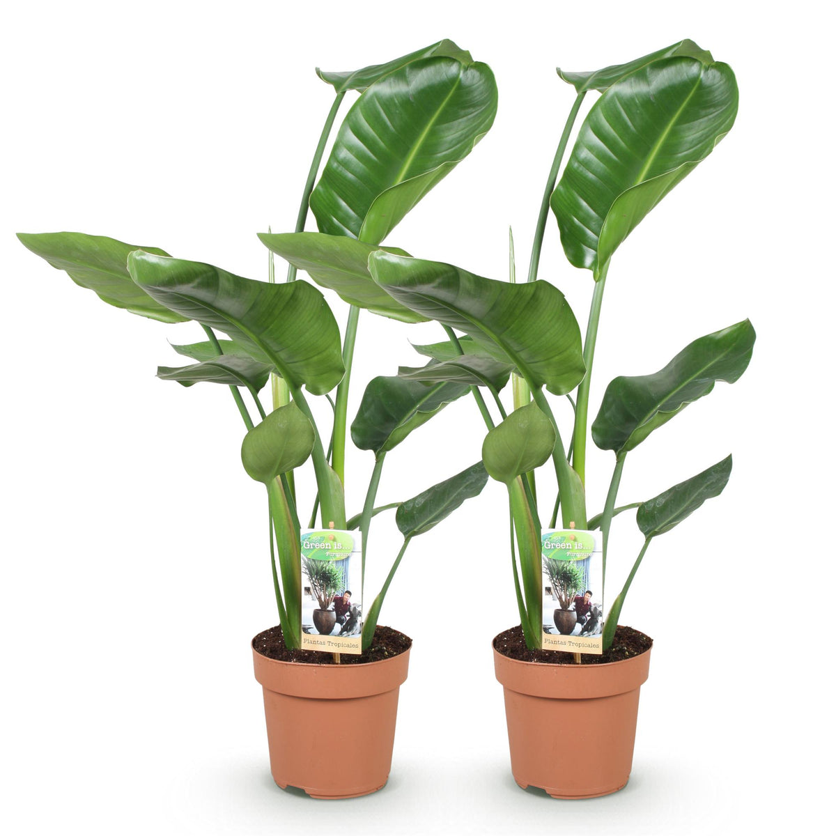 2× Stelitzia nicolai (Strelitzia) – Ø17 cm, 70–90 cm hoog