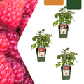Himbeere (Rubus idaeus) biologisch – 3 Pflanzen, Ø13 cm, 20 cm hoch