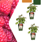 Himbeere (Rubus idaeus) biologisch – 3 Pflanzen, Ø13 cm, 20 cm hoch