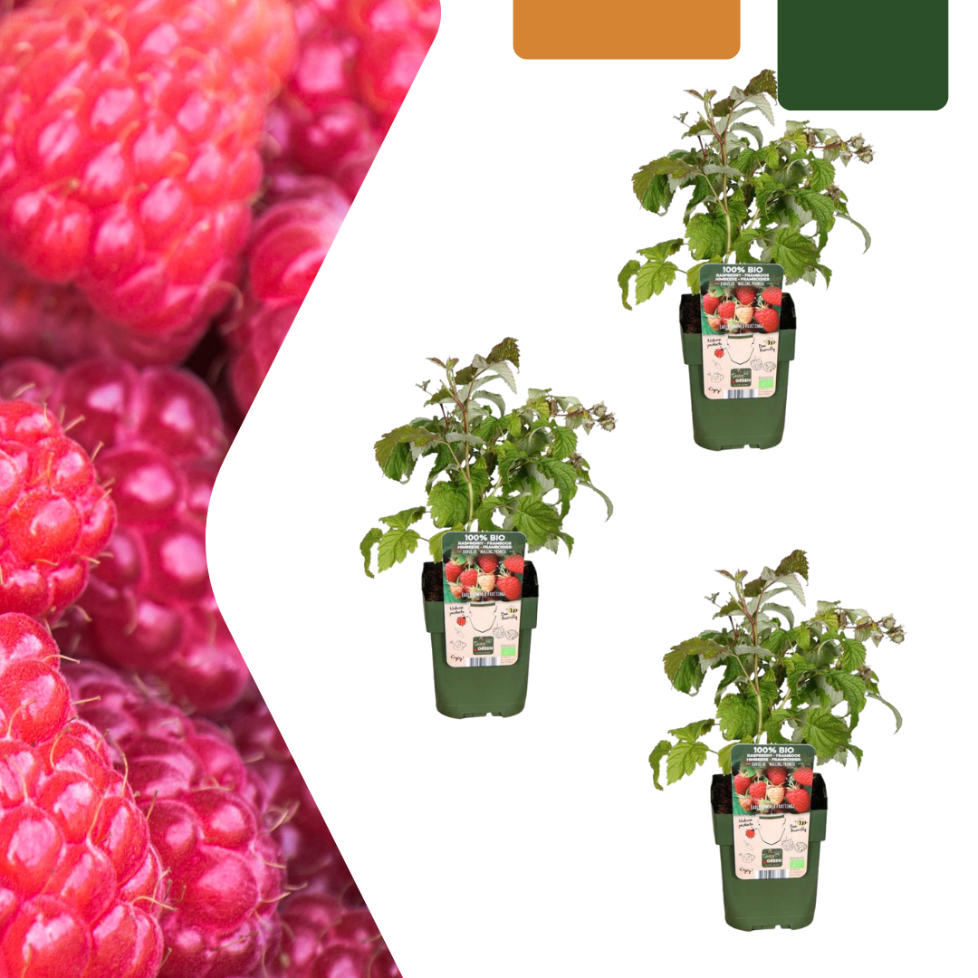 Framboos (Rubus idaeus) biologisch – 3 planten, Ø13 cm, 20 cm hoog