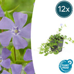 Vinca minor (periwinkle) – 12 plants, Ø9 cm, 10–25 cm high