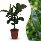 Ficus elastica Cloe (plante caoutchouc) – Ø19 cm, 65 cm de haut