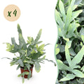 4× Phlebodium aureum Blue Star (blauwvaren) – Ø12 cm, 25–30 cm hoog