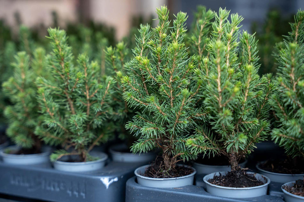 Picea glauca 'Perfecta' (mini Christmas tree) – Ø6 cm, 15–20 cm high – photo 3