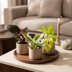 3× Philodendron tricolore bébé – Ø6 cm, 10–15 cm de haut