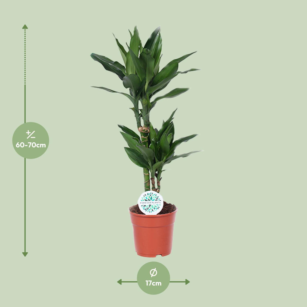 Dracaena Janet Lind (Drachenbaum) – Ø 17 cm, 70 cm hoch