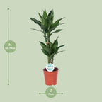 Dracaena Janet Lind (Drachenbaum) – Ø 17 cm, 70 cm hoch