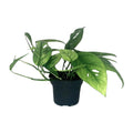 Epipremnum Cebu Blue (scindapsus) – Ø12 cm, 20 cm hoog
