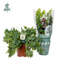 Phlebodium Davana (Blaufarn) – Ø 12 cm, 35 cm hoch