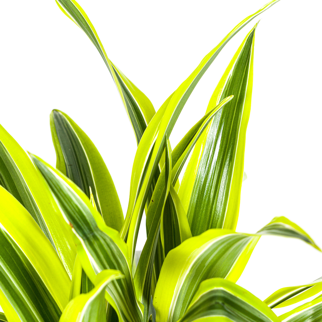 Dracaena Deremensis Lemon Lime (drakträd) – Ø19 cm, 70–90 cm hög